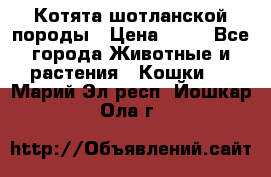 Котята шотланской породы › Цена ­ 40 - Все города Животные и растения » Кошки   . Марий Эл респ.,Йошкар-Ола г.